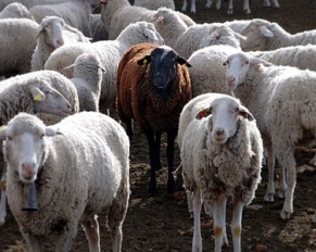 Baa, baa Black Sheep – Can't we call Different Sheep?