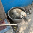 Street dog beats heat with Bucket Bath at  Press Club Ferozepur