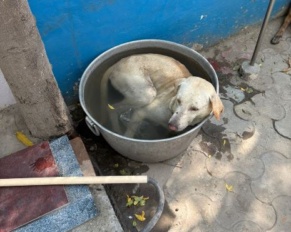 Street dog beats heat with Bucket Bath at  Press Club Ferozepur