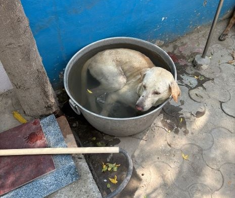 Street dog beats heat with Bucket Bath at  Press Club Ferozepur