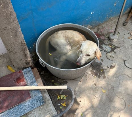 Street dog beats heat with Bucket Bath at  Press Club Ferozepur
