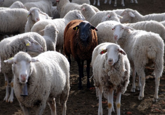 Baa, Baa Black Sheep — Why Not a “Different Sheep”?