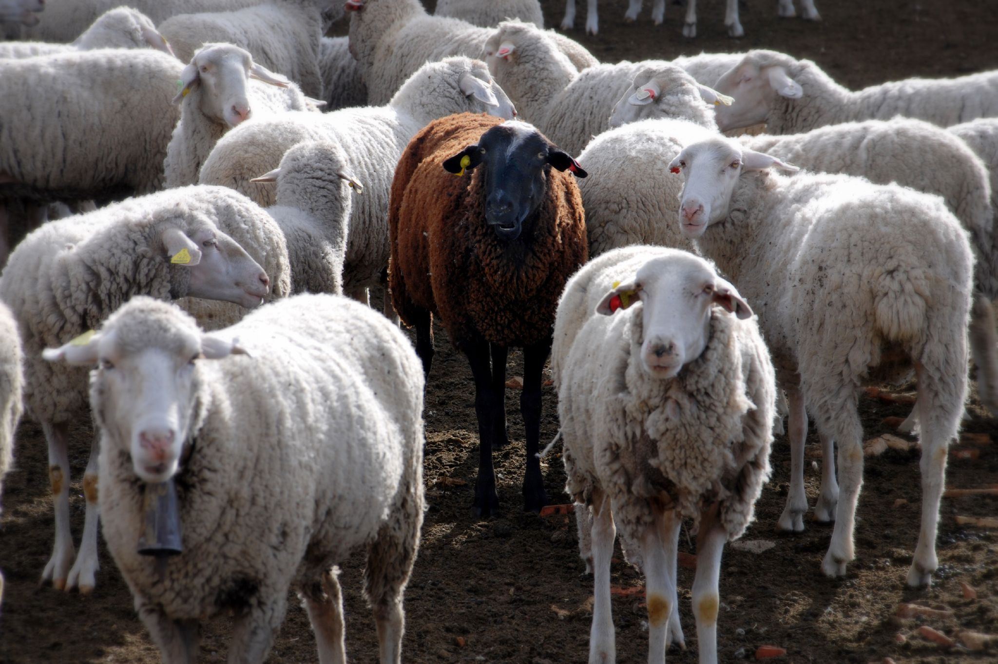 Baa, Baa Black Sheep — Why Not a “Different Sheep”?